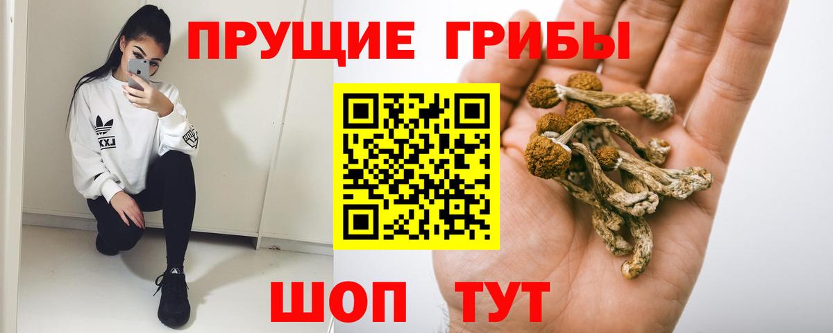 Галлюциногенные грибы Psilocybe Дивногорск